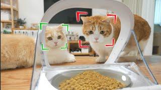 猫脸识别喂食器，脸不合格没饭吃哟｜花花与三猫 Cat Live