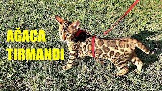 AĞAÇLARA TIRMANDI !! BENGAL KEDİM MİNTİK İLE DIŞARI ÇIKTIK. KOMİK KEDİ VİDEOLARI !!