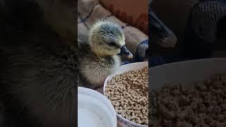 Absolutely adorable baby goose snacking