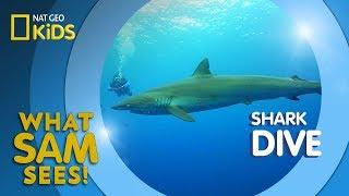 Shark Dive | What Sam Sees