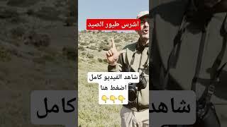 تعرف على اشرس 7 طيور مفترسة #نوافذ_برية #الحياة_البرية #تصوير_الطبيعة