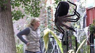 Giant RC Spider Dropping From A Tree - Episode Preview 4K