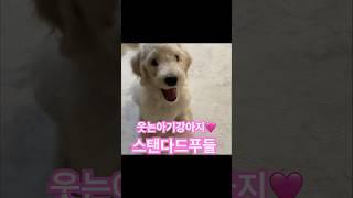 @bonbonagain  #스탠다드푸들 #아기강아지 #강아지입양 #スタンダードプードル #standardpoodle #스탠다드푸들봉봉이 #puppy #웃는강아지
