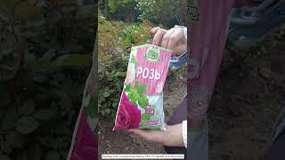 ПОДКОРМКА РОЗЫ ПЕРЕД ЦВЕТЕНИЕМ