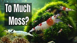 Can you have to much moss in a shrimp tank?