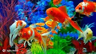 Meditation music to reduce stress, depression | Video of a beautiful aquarium with koi fish