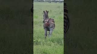 A zebra survives a lion attack and has scars to prove it.