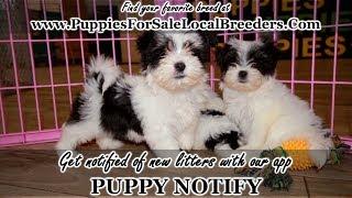 MORKIE PUPPIES FOR SALE, GEORGIA LOCAL BREEDERS, GWINNETT COUNTY, GA