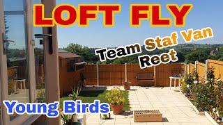 LOFT FLYING|PIGEON RACE|PIGEON TRAINING