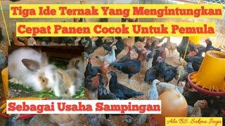 Ide Ternak Yang Menguntungkan dan cepat Panen Cocok Untuk pemula Sebagai Usaha Sampingan