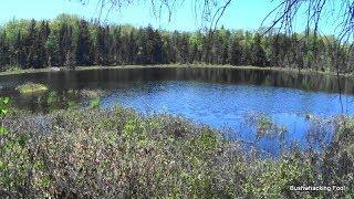 A Short Jaunt Through  Coniferous Forest Yields an Attractive Beaver Pond Northwest of Sunshine Pond