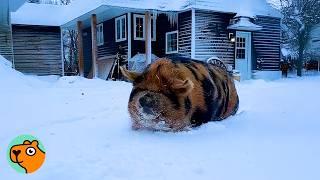 Pig Came as Christmas Miracle. Now She Found Forever Home | Cuddle Buddies