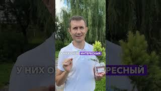 ЕЛЬ КАНАДСКАЯ РЕЙНБОУЗ ЭНД #садыроссии #ель #сад #дача