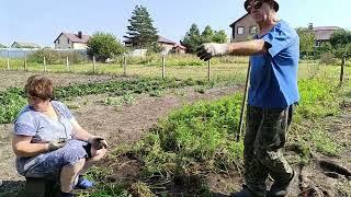 Убираем фасоль и морковь. Вы не поверите, закладываем огромный нектариновый сад. Реанимируем огурцы.