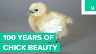 100 Years of Chick Beauty in 60 Seconds