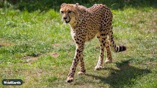 Grace at dawn: a cheetah's morning walk