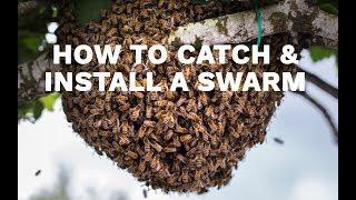 How to Catch & Install a Swarm