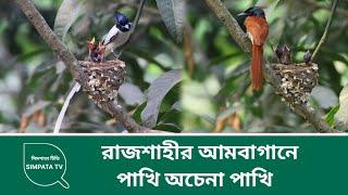 রাজশাহীর আমবাগানে পাখি অচেনা পাখি || SimPata Tv