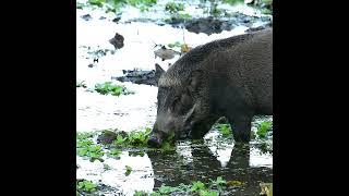 The diverse animal kingdom from the grasslands of the Terai's.    #shorts  #wildlife #youtubeshorts