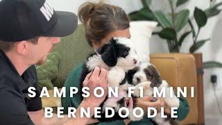 Sampson Our Available F1 Mini Bernedoodle Puppy at Mountain Dog Companion!