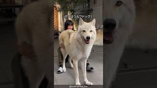 【ほぼ狼】ウルフドッグの可愛さがわかる1分解説