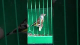 goldfinch xx green finch