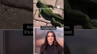 Iguanas Fall From Trees During Florida Cold Snap | AccuWeather