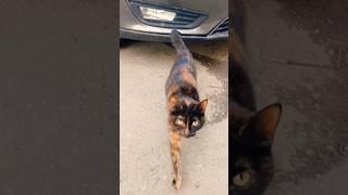 Я забрала её домой и боль ушла!  #cat