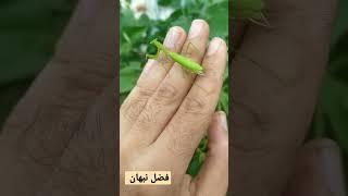 حشرة فرس النبي