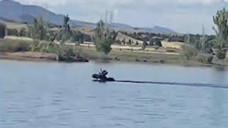 Loose moose: Animal spotted near Chatfield Reservoir