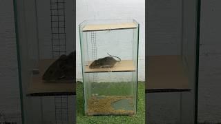 Best mouse trap at home // easy mouse trap #mousetrap
