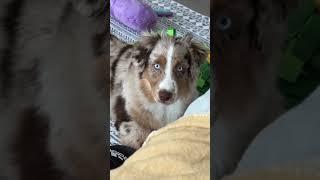  #australianshepherd #dog #cutepets #miniaussie #dogsofyoutube #puppy #aussiesdoingthings