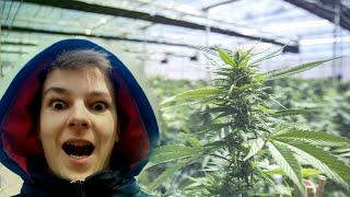 Когда менты  приняли наркомана
