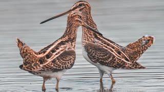 Common Snipe - Dancing and Fighting bird | Film Studio Aves