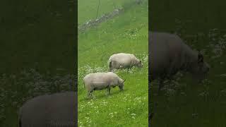 Sheep Grazing in Scenic Landscapes  #nature #wildlife #sheep #grazing #Countryside #Farm HA98033