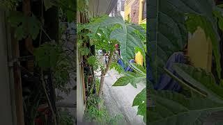 Mag relax uli!#inspiration #relaxing #shortvideo #viral #stressrelief #plants #papaya #garden