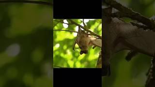 How vampire bats suck human blood। #shorts #youtubeshorts #trending #viralshorts