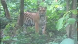 Last Tigers of Jharkhand