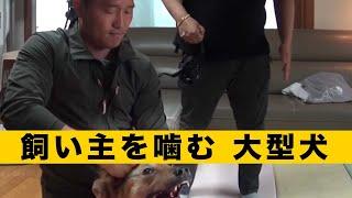 ペットの犬が家族を噛んでも、誰も管理しようとしない？鋭気のあるドッグトレーナーは痛快に問題を解決した