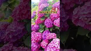 6월최고의 수국 고흥쑥섬. 바다바람과함께 힐링~*#임영웅