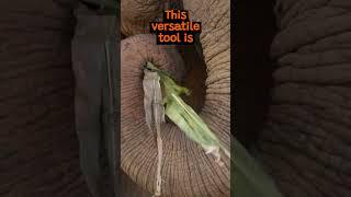 The Incredible Dexterity of Elephant Trunks | The Wild Animal Facts