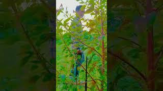 Pahli Pahli baar mohabbat ki hain #trending #viral #fyp #short videos @Sandeep Kumar official 33