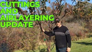 BEST WAYS TO PROPAGATE BLACKBERRIES / CUTTINGS AND AIR LAYERING UPDATE