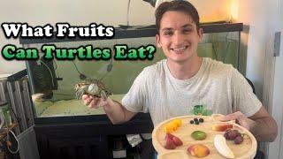 What Fruits Can Turtles Eat? Feeding Fruit to My Turtle