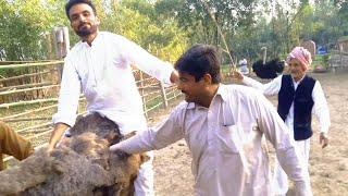 Funny Ostrich Riding In Pakistan | A Vlog By Veera Da Punjab