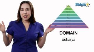 Learn Biology: Classification- The Taxonomic Hierarchy