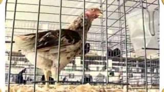 The Poultry Show