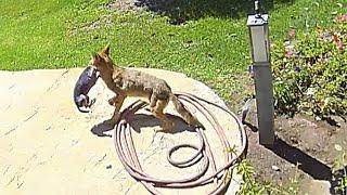 Family Saves Chihuahua From Coyote’s Jaws