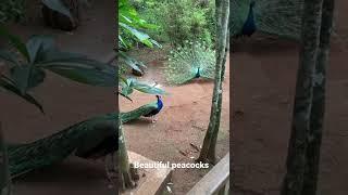 Beauty of the peacocks  #shortcliper