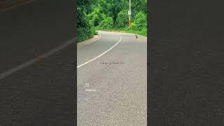 "Monkey Business: Crossing the Road Safely" #nature #sreemangal #shorts